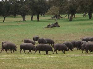 Iberian pigs from Jabugo